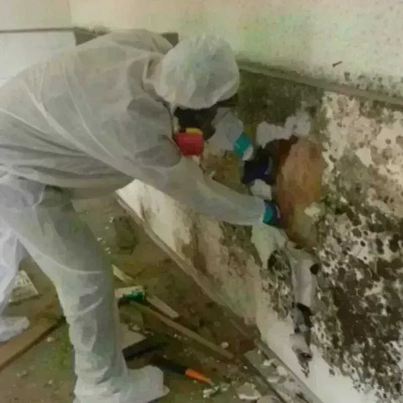 Mold Remediation and Removal in Pomeroy, WA